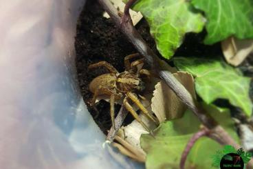 echte Webspinnen kaufen und verkaufen Foto: Cupiennus, Barylestis, Hogna