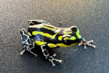 Poison dart frogs kaufen und verkaufen Photo: Abzugeben Ranitomeya Arten Poison dart frogs kaufen und verkaufen Photo: Abzugeben Ranitomeya Arten
