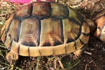 Schildkröten  kaufen und verkaufen Foto: Biete Testudo marginata nz 2022