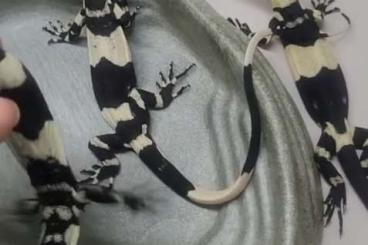 Warane kaufen und verkaufen Foto: CB 2023 Bell Phase Lace Monitors (varanus varius) Warane kaufen und verkaufen Foto: CB 2023 Bell Phase Lace Monitors (varanus varius)