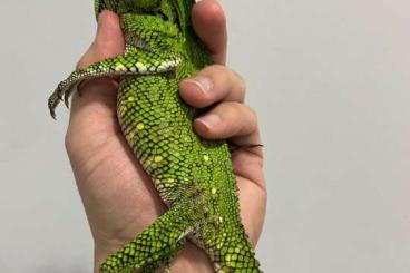 Other Agama kaufen und verkaufen Photo: Doria’s Anglehead Lizard (Gonocephalus Doriae)