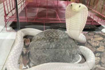 Giftschlangen kaufen und verkaufen Foto: Leucistic King Cobra (ophiophagus hannah) Giftschlangen kaufen und verkaufen Foto: Leucistic King Cobra (ophiophagus hannah)