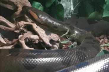 Boas kaufen und verkaufen Foto: 0.1 Eunectes murinus NL... 