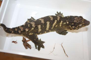 Geckos kaufen und verkaufen Photo: Hamm, DDI and wholesale is welcome