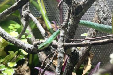Snakes kaufen und verkaufen Photo: Coluber constrictor priapus and Opheodrys aestivus Snakes kaufen und verkaufen Photo: Coluber constrictor priapus and Opheodrys aestivus