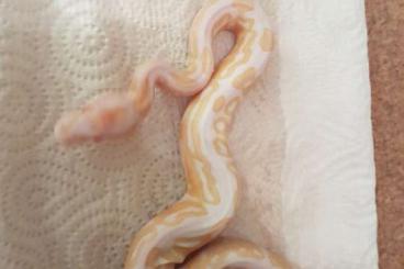 Ball Pythons kaufen und verkaufen Photo: Albino / Tri-Stripe        Nz´23 & adult