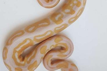 Ball Pythons kaufen und verkaufen Photo: 1.0 AlbinoTri-Stripe      