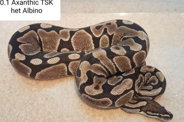 Ball Pythons kaufen und verkaufen Photo: 0.1 Axanthic TSK het Albino 