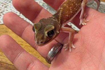 Lizards kaufen und verkaufen Photo: Strophurus williamsi, Nephrurus levis levis