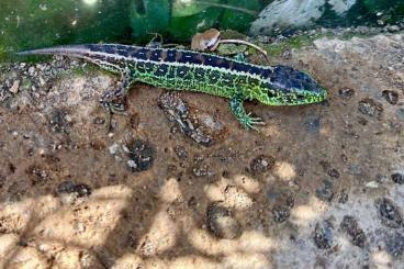 Lizards kaufen und verkaufen Photo: Lacerta agilis Zauneidechse Zuchtpaar /subadult Lizards kaufen und verkaufen Photo: Lacerta agilis Zauneidechse Zuchtpaar /subadult