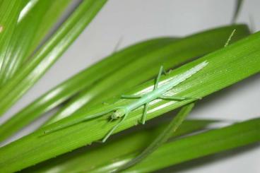 Insects kaufen und verkaufen Photo: 1,1 Megacrania batesii  'Cape Tribulation'