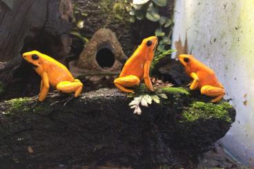 Poison dart frogs kaufen und verkaufen Photo: Orange Blackfoot Terribilis 