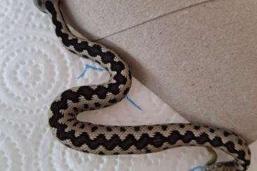 Giftschlangen kaufen und verkaufen Foto: ENZ 24 Vipera latastei gaditana