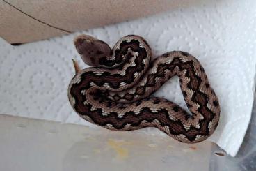 Venomous snakes kaufen und verkaufen Photo: Vipera latastei gaditana ENZ24 Venomous snakes kaufen und verkaufen Photo: Vipera latastei gaditana ENZ24