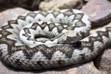 Giftschlangen kaufen und verkaufen Foto: Suche Vipera ammodytes "ruffoi" Giftschlangen kaufen und verkaufen Foto: Suche Vipera ammodytes "ruffoi"