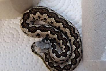Venomous snakes kaufen und verkaufen Photo: Vipera latastei gaditana ENZ24 Venomous snakes kaufen und verkaufen Photo: Vipera latastei gaditana ENZ24