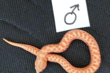 Snakes kaufen und verkaufen Photo: Hakennasennattern Heterodon nasicus