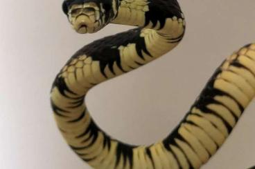 Snakes kaufen und verkaufen Photo: Spilotes pullatus cb 202q