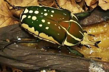 Insects kaufen und verkaufen Photo: Mecynorrhina polyphemus confluens. 
