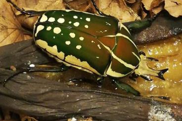 Insekten kaufen und verkaufen Foto: Mecynorrhina polyphemus confluens. 