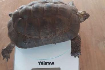 Turtles and Tortoises kaufen und verkaufen Photo: 1.2 Testudo Graeca terrestris