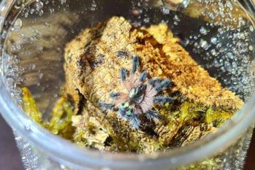 Spiders and Scorpions kaufen und verkaufen Photo: Seladonia und andere Spinnen zur Abgabe