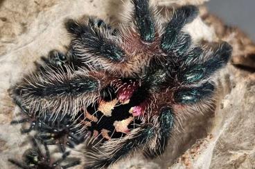 Spiders and Scorpions kaufen und verkaufen Photo: HAMM ANGEBOT !! Typochlaena seladonia 