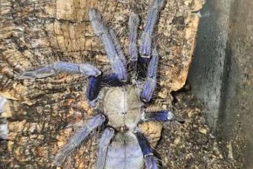 Spiders and Scorpions kaufen und verkaufen Photo: Einige Vogelspinnen zur Abgabe