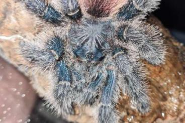 Spinnen und Skorpione kaufen und verkaufen Foto: HAMM OFFER ! Avicularia variegata Spinnen und Skorpione kaufen und verkaufen Foto: HAMM OFFER ! Avicularia variegata