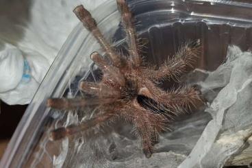 Spiders and Scorpions kaufen und verkaufen Photo: Aktuell zur Abgabe hirschii chilensis und co. 