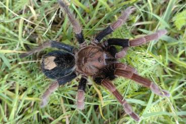 Spinnen und Skorpione kaufen und verkaufen Foto: Cyriocosmus giganteus Nachzuchten 
