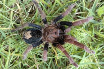 Spiders and Scorpions kaufen und verkaufen Photo: Cyriocosmus giganteus Nachzuchten Spiders and Scorpions kaufen und verkaufen Photo: Cyriocosmus giganteus Nachzuchten