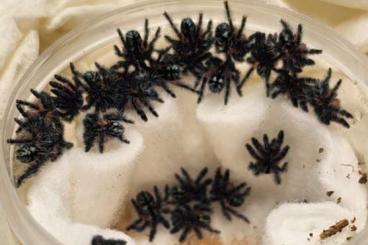 Spiders and Scorpions kaufen und verkaufen Photo: Verschiedene Spinnen zur Abgabe