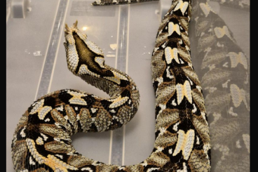 Venomous snakes kaufen und verkaufen Photo: Bitis Nasicornis Male 1.0 Venomous snakes kaufen und verkaufen Photo: Bitis Nasicornis Male 1.0