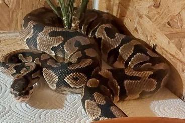 Ball Pythons kaufen und verkaufen Photo: 1.0 Yellowbelly double het Clown/ Desert Ghost