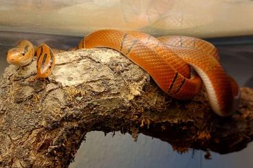 Nattern ungiftige kaufen und verkaufen Foto: 1.1 Bambusnattern (Oreocryptophis porphyraceus vaillanti) Nattern ungiftige kaufen und verkaufen Foto: 1.1 Bambusnattern (Oreocryptophis porphyraceus vaillanti)