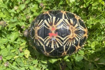 Schildkröten  kaufen und verkaufen Foto: Astrochelis radiata, Strahlenschildkröte