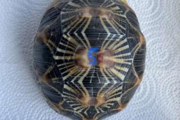 Landschildkröten kaufen und verkaufen Foto: Astrochelys  radiata / own captive bred