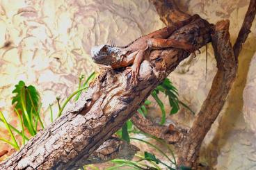 other lizards kaufen und verkaufen Photo: 1.0 Iguana iguana, Roter Leguan