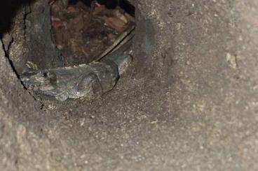 Echsen kaufen und verkaufen Foto: 1.0 Gemeiner Schwarzleguan Ctenosaura similis Echsen kaufen und verkaufen Foto: 1.0 Gemeiner Schwarzleguan Ctenosaura similis