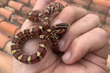 Schlangen kaufen und verkaufen Foto: Laudakia ~ Timon ~ Sauromalus ~ Euprepiophis ~ Gonyosoma