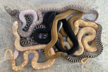 Schlangen kaufen und verkaufen Foto: Boiga ~ Drymarchon ~ Anolis ~ Spilotes ~ Gonyosoma