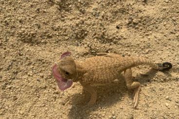 Lizards kaufen und verkaufen Photo: SNAKES LIZARDS FROGS COLUBRIDS