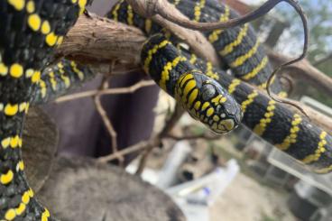 Snakes kaufen und verkaufen Photo: VERONA HOUTEN PHILODRYAS DIONE DINODON BOIGA Snakes kaufen und verkaufen Photo: VERONA HOUTEN PHILODRYAS DIONE DINODON BOIGA
