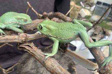 frogs kaufen und verkaufen Photo: Phyllomedusa sauvagii Verona Houten frogs kaufen und verkaufen Photo: Phyllomedusa sauvagii Verona Houten