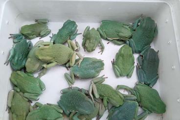 frogs kaufen und verkaufen Photo: Phyllomedusa sauvagii Verona Houten frogs kaufen und verkaufen Photo: Phyllomedusa sauvagii Verona Houten