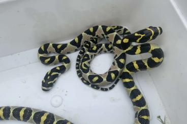 Colubrids kaufen und verkaufen Photo: Oreocryptophis / Euprepiophis / Thamnophis Verona Houten Colubrids kaufen und verkaufen Photo: Oreocryptophis / Euprepiophis / Thamnophis Verona Houten