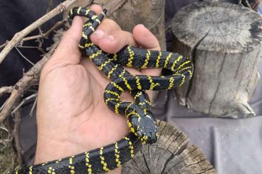 Colubrids kaufen und verkaufen Photo: Oreocryptophis / Euprepiophis / Thamnophis Verona Houten Colubrids kaufen und verkaufen Photo: Oreocryptophis / Euprepiophis / Thamnophis Verona Houten