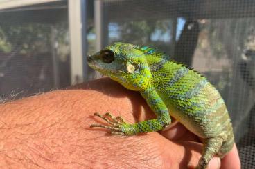 Echsen kaufen und verkaufen Foto: Calotes Anolis Boiga Philodryas Echsen kaufen und verkaufen Foto: Calotes Anolis Boiga Philodryas
