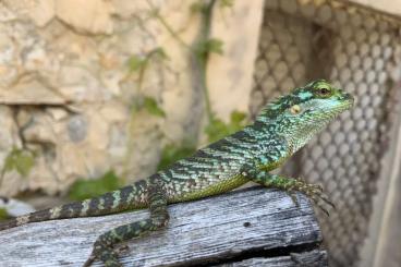 Lizards kaufen und verkaufen Photo: Calotes Anolis Boiga Philodryas Lizards kaufen und verkaufen Photo: Calotes Anolis Boiga Philodryas